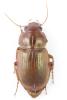 Amara fulva